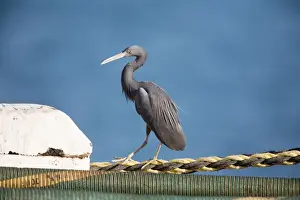Eastern Reef Egret - On Fort Hill Wharf, Darwin, Northern Territory, Australia