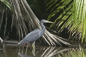 Eastern Reef Egret, - grey morph. Foraging in a brackish lake on West Island, Cocos (Keeling) Islands, Indian Ocean