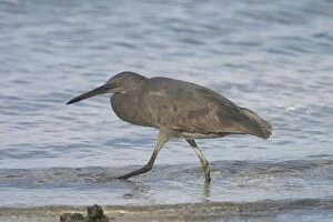 Eastern Reef Egret - Unusually coloured with black legs and black bill