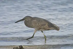 Egretta Sacra Prints: Eastern Reef Egret - Unusually coloured with black legs and black bill