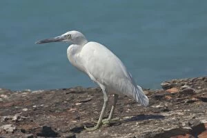 Images Dated 28th September 2004: Eastern Reef Egret, white morph. Common around the northern and eastern coasts