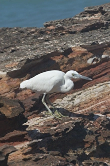 Eastern Reef Egret - grey morph