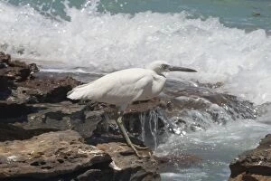 Images Dated 30th September 2004: Eastern Reef Egret - white morph. Common around the northern and eastern coasts