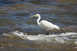 Eastern Reef Egret white morph At Roebuck Bay, Broome, Western Australia. Common around Australian coasts particularly in the north. Avoids long unbroken sandy beaches