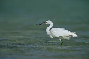 Eastern Reef Egret. White Morph - In shallow reef water