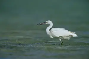 Egretta Sacra Prints: Eastern Reef Egret. White Morph In shallow reef water