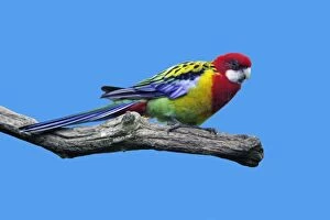 Eastern Rosella - perched on branch