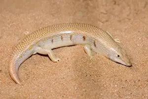 Middle East Prints: Eastern Sandfish - in sand - Abu Dhabi - United Arab Emirates