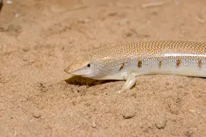 Eastern Sandfish - in sand - Abu Dhabi - United Arab Emirates