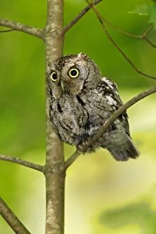 Images Dated 21st June 2006: Eastern Screech-Owl