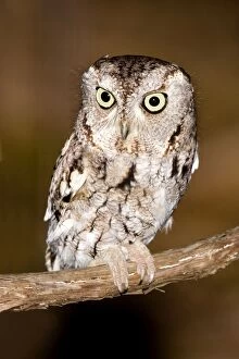 Images Dated 6th April 2007: Eastern Screech-Owl