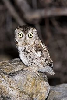 Images Dated 6th April 2007: Eastern Screech-Owl