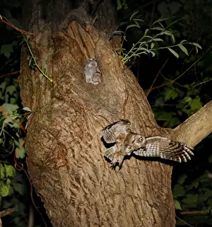 Eastern Screech-Owl - adult feeding young in nest