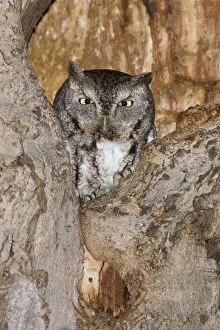 Images Dated 2nd March 2008: Eastern Screech-Owl CT in March