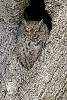 Eastern Screech Owl - eyes closed