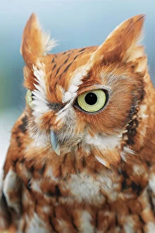 Eastern Gallery: Eastern screech owl, Florida