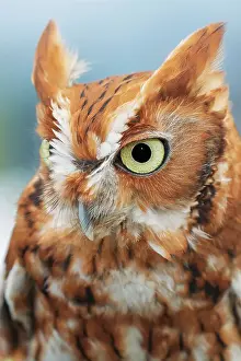 Eastern Prints: Eastern screech owl, Florida Date: 20-02-2020
