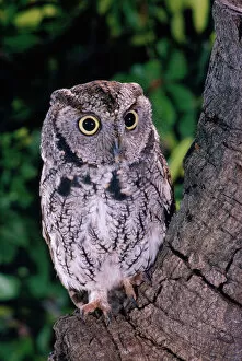 Images Dated 4th July 2007: Eastern Screech Owl (Grey)