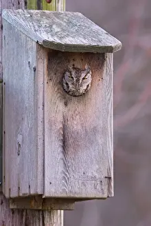 Owls Prints: Eastern Screech-Owl - in owl box. January, CT