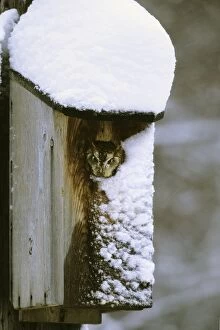Eastern Screech-Owl - red morph in owl box in residential backyard