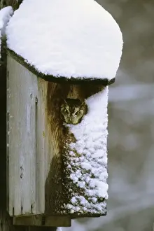 Nest Boxes Prints: Eastern Screech-Owl - red morph in owl box in residential backyard, Jan, CT, USA