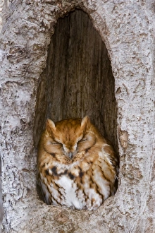 Images Dated 9th December 2008: Eastern Screech-Owl - Red morph at winter roost