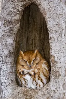 Holes Prints: Eastern Screech-Owl - Red morph at winter roost - Connecticut - USA - December