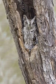 Eastern Screech-Owl - Texas subspecies