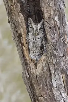Screech Owl Prints: Eastern Screech-Owl - Texas subspecies Megascops asio mccallii. South Texas