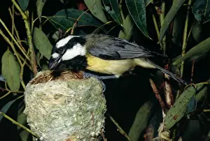 Eastern Shrike-Tit / Crested Shrike Tit - Female at nest with food in mouth - Australia