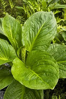 Cabbages Prints: Eastern skunk cabbage - New York Symplocarpus foetidus - found in eastern North America - grows in wet areas