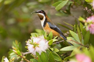 Images Dated 5th October 2008: Eastern Spinebill - colourful adult male sits on a Bottle Brush bush about to suck nectar from
