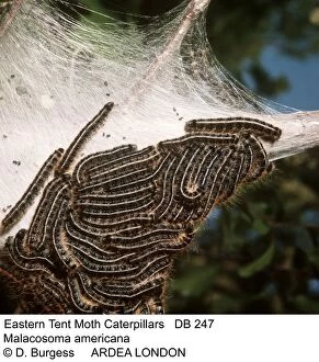 Americana Gallery: Eastern Tent Moth Caterpillars / larvae