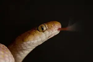 Scenting Prints: Eastern Tiger Snake Close-up of head with tongue flickering Namib Desert, Namibia, Africa