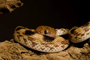 Coiled Prints: Eastern Tiger Snake Nocturnal, coiled defensively Namib Desert, Namibia, Africa