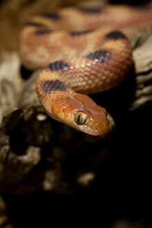 Images Dated 18th May 2007: Eastern Tiger Snake - Nocturnal Portrait