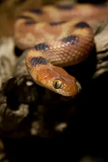 Eastern Tiger Snake Nocturnal Portrait Namib Desert, Namibia, Africa