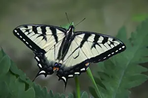 Eastern Tiger Swallowtail Butterfly - Pennsylvannia, USA