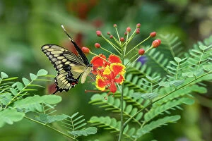 Eastern Gallery: Eastern tiger swallowtail, Florida
