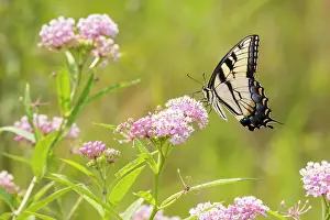 Eastern Prints: Eastern Tiger swallowtail on swamp milkweed Date: 07-08-2021
