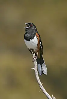 Towhee Prints: Eastern Towhee - male Connecticut