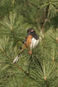 Images Dated 29th April 2005: Eastern Towhee - male Connecticut, USA
