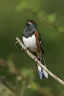 Eastern Towhee - male Connecticut, USA
