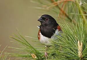 Images Dated 11th May 2005: Eastern Towhee - male Connecticut, USA