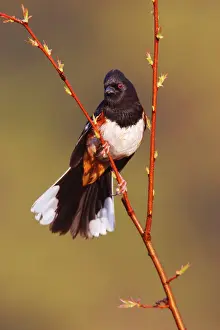 Eastern Towhee - male Connecticut, USA