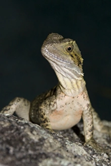 Images Dated 6th January 2008: Eastern Water Dragon - juvenile about 18 months old, searching for food
