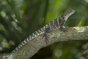 Images Dated 17th September 2008: Eastern Waterdragon - adult sitting motionless on a branch waiting for prey - Daintree National Park