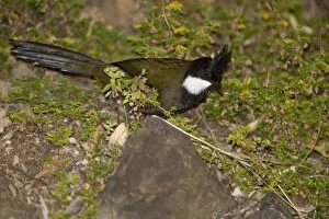 Images Dated 8th August 2014: Eastern Whipbird