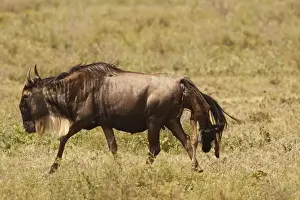 Giving Birth Prints: Eastern White-bearded Wildebeest calving - Ngororongoro Crater Reserve - Serengeti - Tanzania