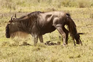 Eastern White-bearded Wildebeest calving - Ngororongoro Crater Reserve - Serengeti - Tanzania